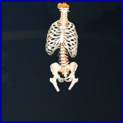 vertebral model,vertebral column